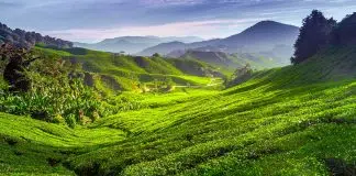 Da Penang a Cameron Highlands
