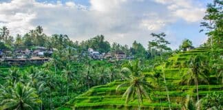 Vista panoramica delle terrazze di riso Tegalalang a Ubud, Bali, Indonesia.